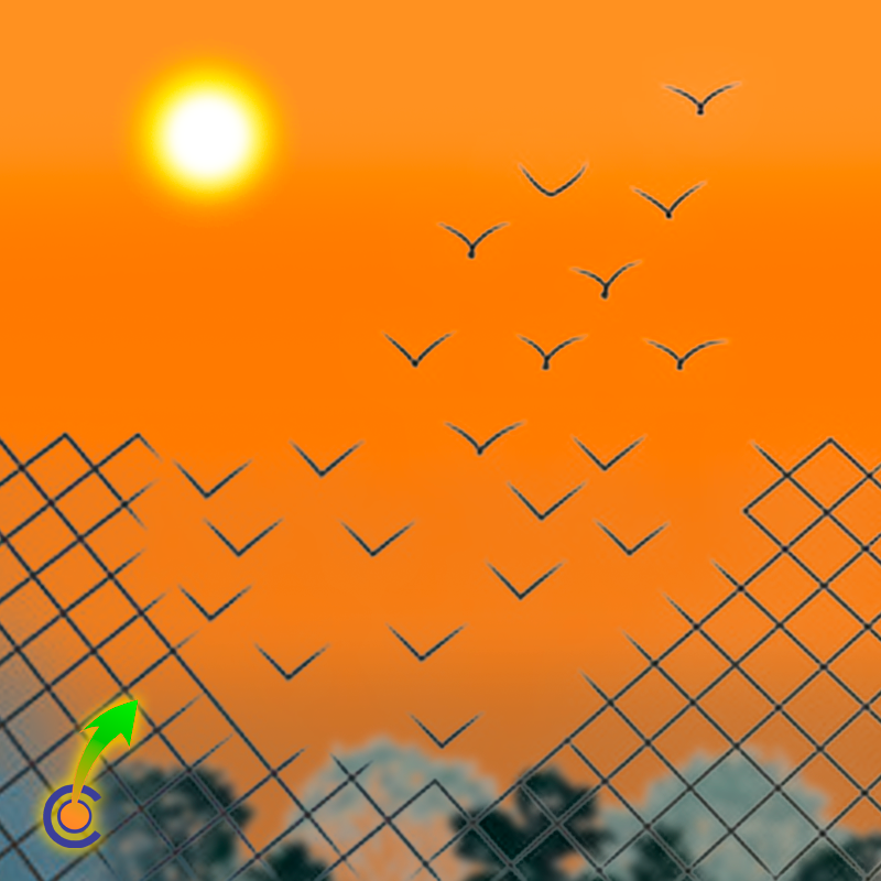 Alambrado representando las creencias limitantes convirtiéndose en pájaros que vuelan hacia el cielo